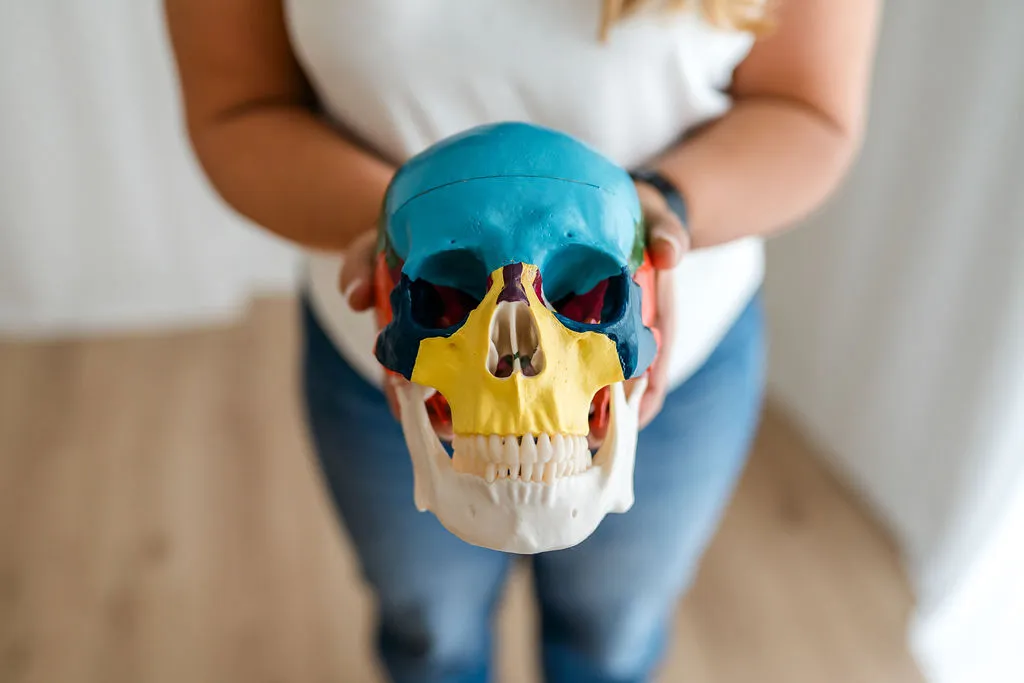 Stefanie Kaindl erklärt die Schädelknochen an einem anatomischen Modell